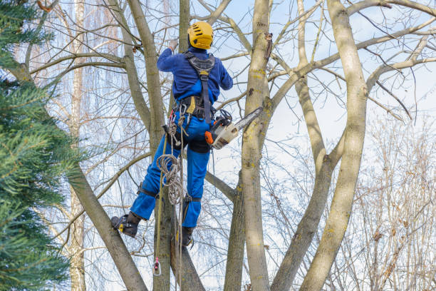 How Our Tree Care Process Works  in  Willcox, AZ